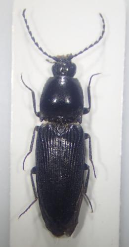 Cardiophorus nigerrimus
