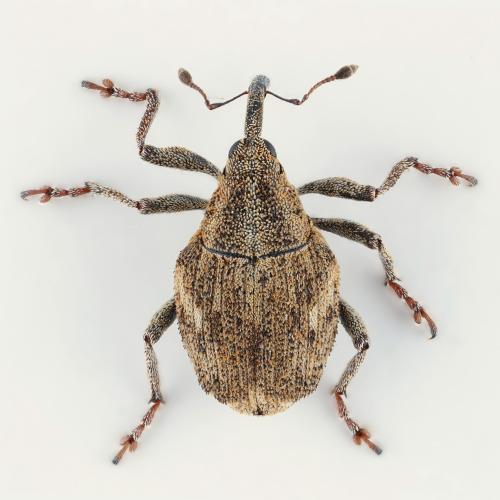 Réf. 304 433 : Datonychus angulosus