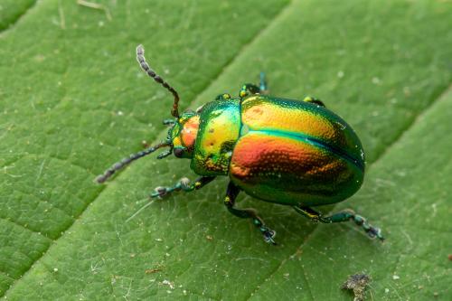 Réf. 304 427 : Chrysolina fastuosa