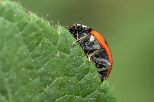 Coccinella septempunctata