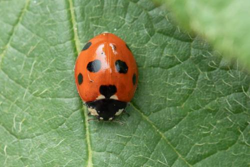 Réf. 304 322 : Coccinella septempunctata