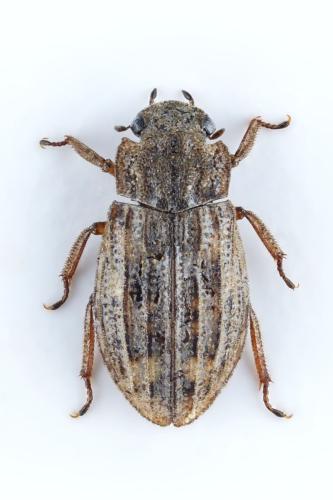 Helophorus schmidti