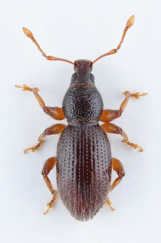 Réf. 304 669 : Exomias pellucidus