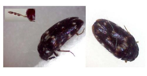 Réf. 304 311 : Attagenus sp.