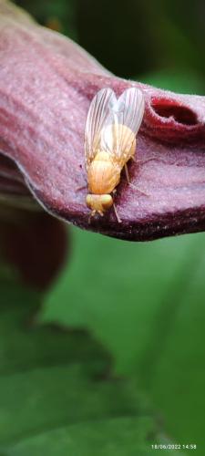Sapromyzosoma sp.