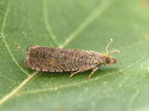 Réf. 304 328 : Dichrorampha plumbagana