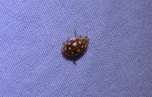 Halyzia sedecimguttata