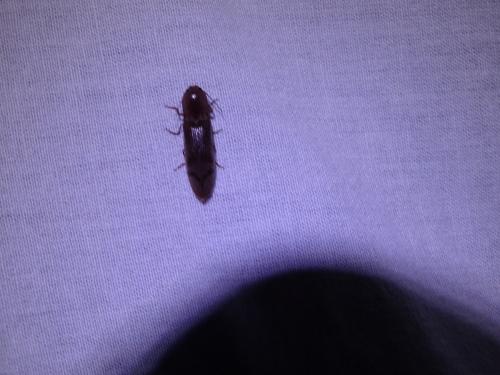 Réf. 304 431 : Stenagostus rhombeus
