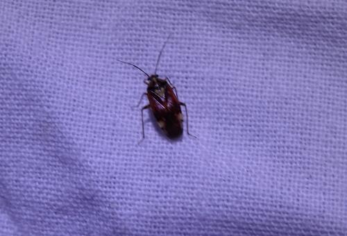 Lygus pratensis