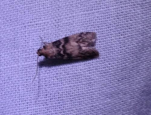 Réf. 304 964 : Euzophera pinguis