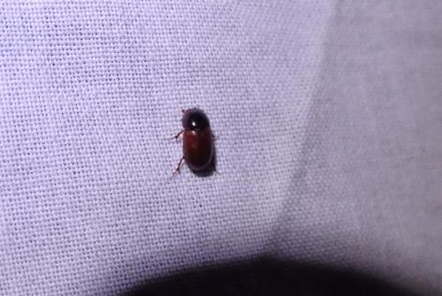 Réf. 304 641 : Aphodius sp.