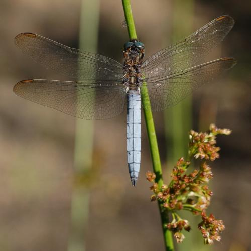 Orthetrum coerulescens