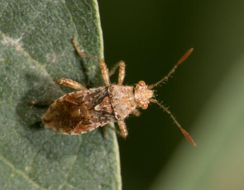 Réf. 304 325 : Rhopalus subrufus