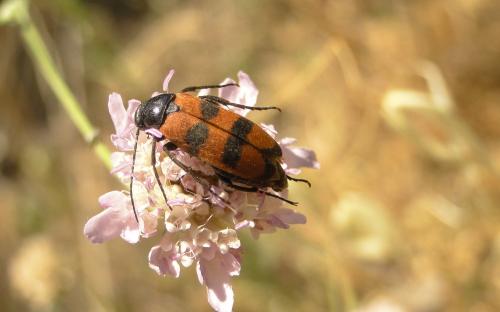 Euzonitis sexmaculata