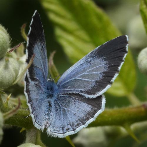 Réf. 304 156 : Celastrina argiolus