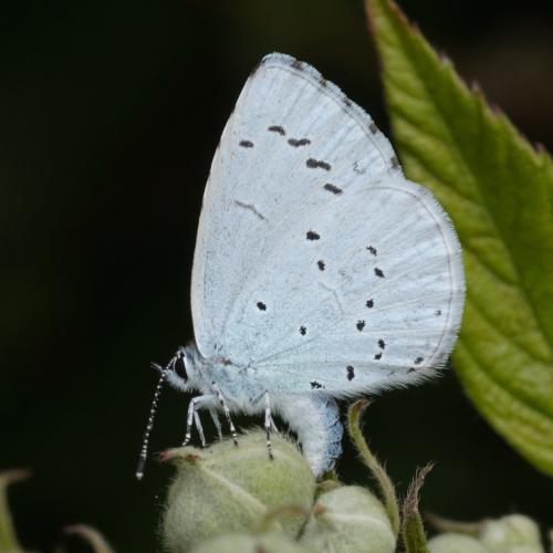 Réf. 304 157 : Celastrina argiolus