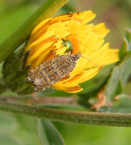 Phiaris stibiana