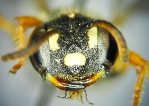 Cerceris specularis