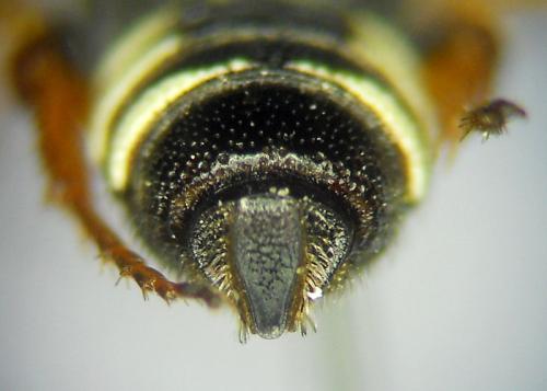 Réf. 304 375 : Cerceris specularis