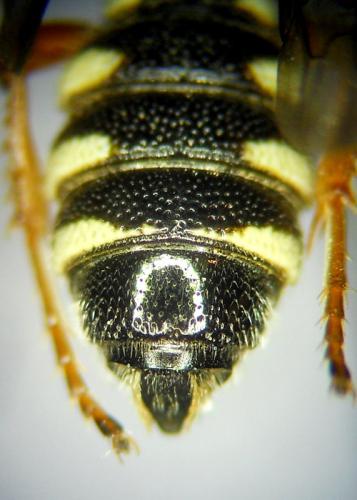 Réf. 304 374 : Cerceris specularis