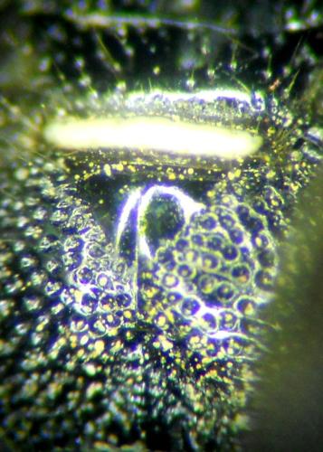 Réf. 304 373 : Cerceris specularis