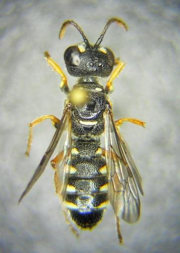 Réf. 304 371 : Cerceris specularis