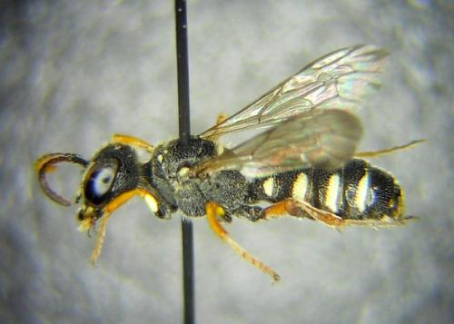 Réf. 304 372 : Cerceris specularis
