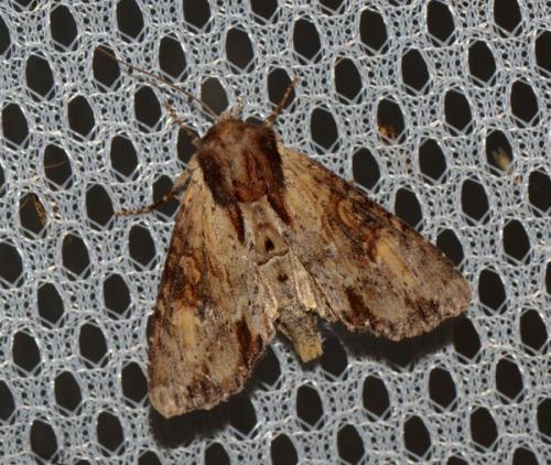 Réf. 304 543 : Apamea crenata