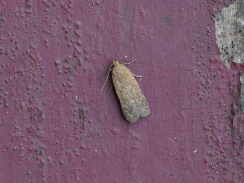 Bryotropha sp.