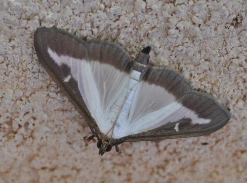Réf. 304 784 : Cydalima perspectalis