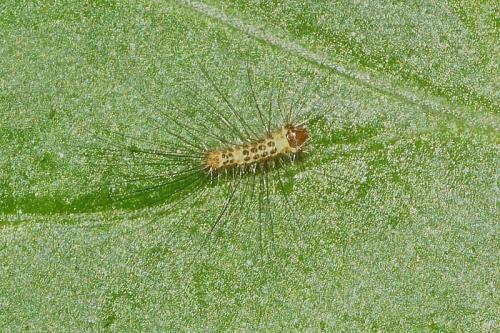 Réf. 304 256 : Calliteara pudibunda