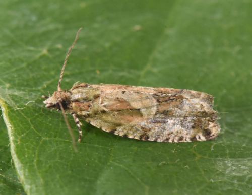 Réf. 304 874 : Zeiraphera isertana