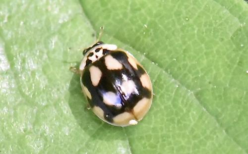 Réf. 304 693 : Adalia decempunctata