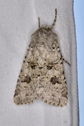 Réf. 304 777 : Anarta stigmosa