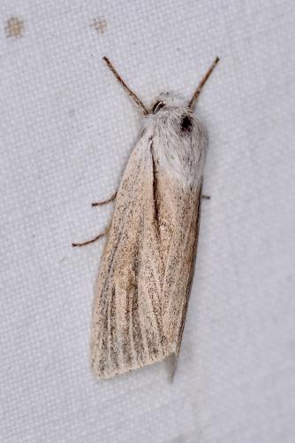 Réf. 304 921 : Simyra albovenosa