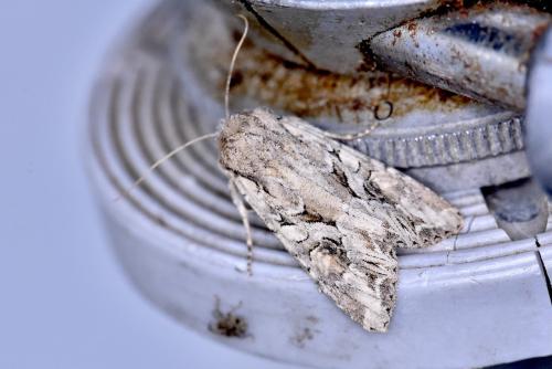 Lacanobia blenna
