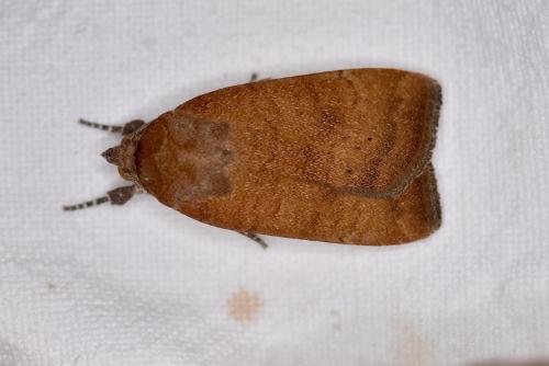 Réf. 304 882 : Noctua interjecta