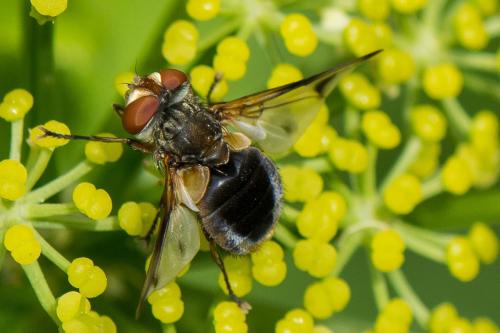 Ectophasia leucoptera