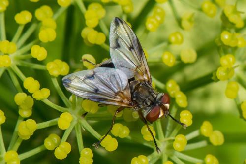 Réf. 304 086 : Ectophasia leucoptera
