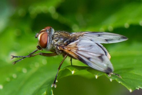 Réf. 304 087 : Ectophasia leucoptera