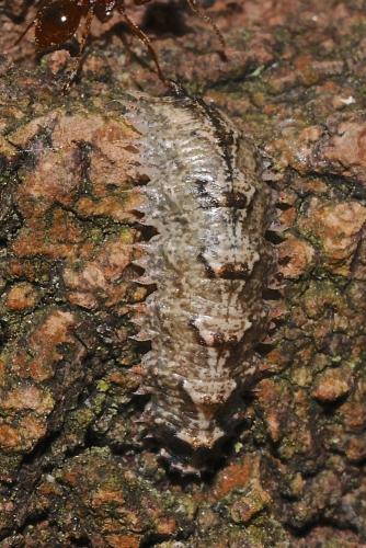 Réf. 304 884 : Dasysyrphus tricinctus