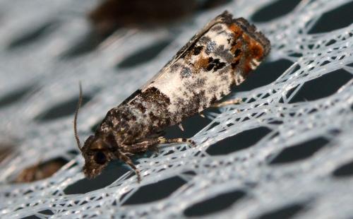 Réf. 304 329 : Notocelia trimaculana