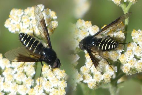 Lomatia sp.