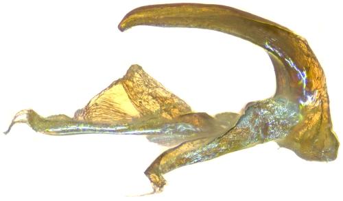 Réf. 304 132 : Hydroporus sabaudus sabaudus