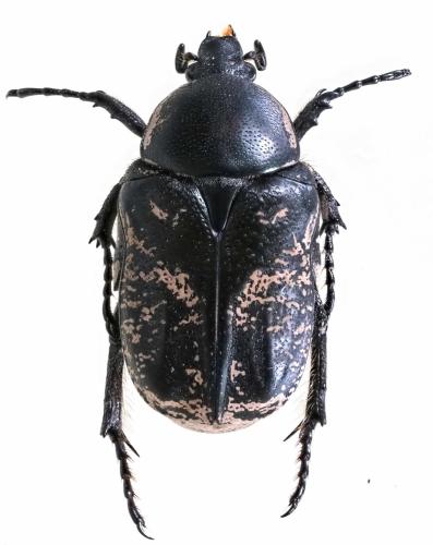 Aethiessa squamosa