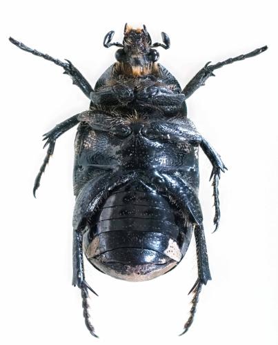 Aethiessa squamosa