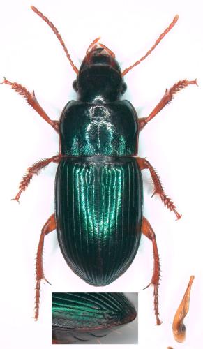 Réf. 304 100 : Harpalus rubripes