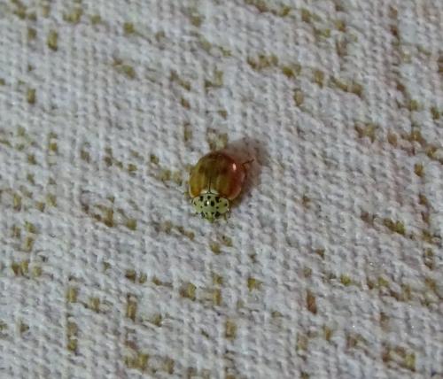 Réf. 304 247 : Harmonia quadripunctata