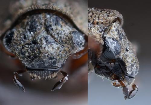 Réf. 304 836 : Helophorus schmidti