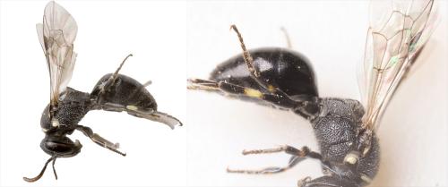 Hylaeus sp.